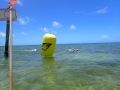 Yellow finish buoy